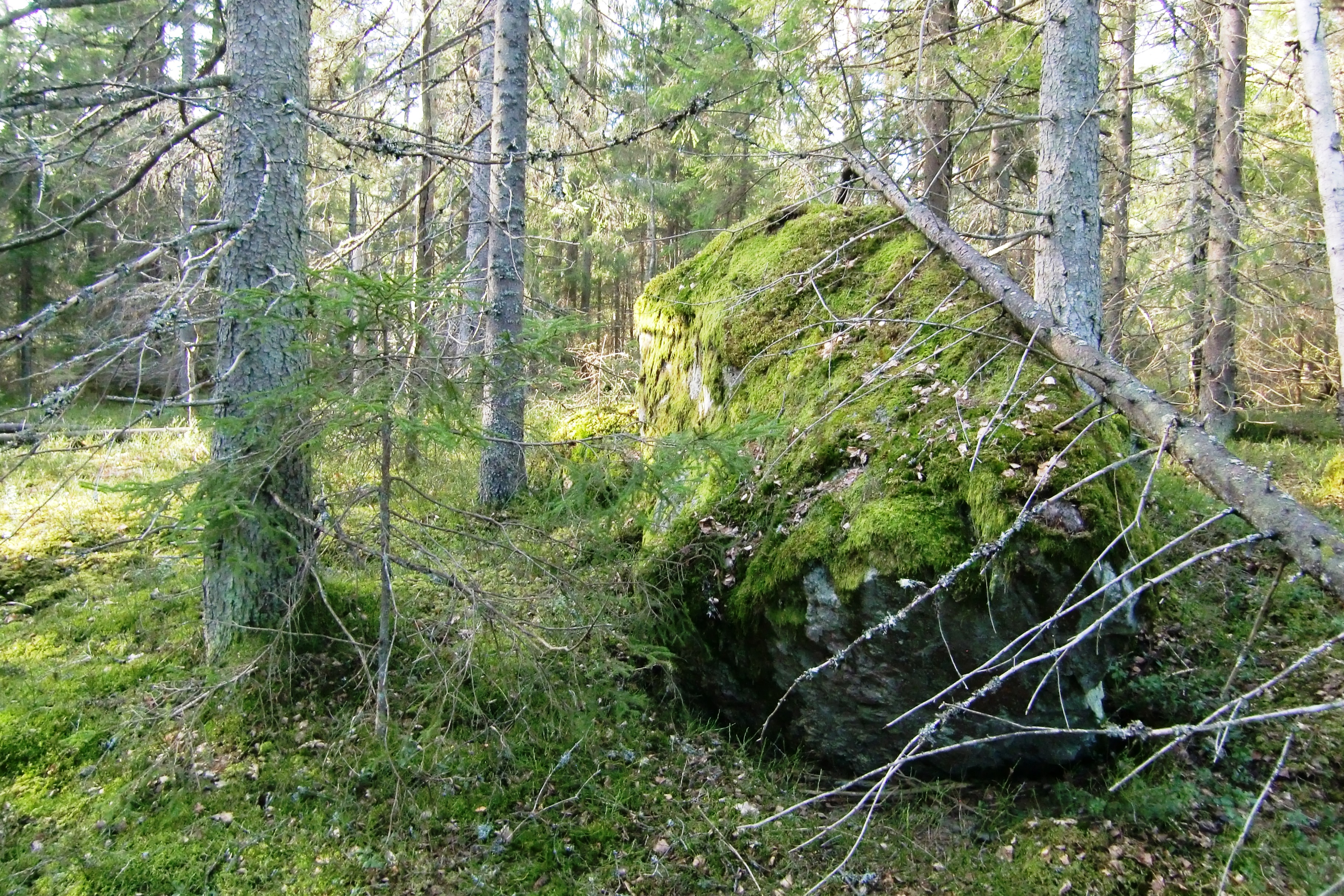 Träning SM Långdistans – bytts nu från Gålö till Rudan
